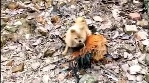 dog vs chicken fight; funny video compilation