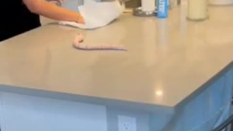 FUNNY fake snake prank