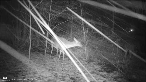 Backyard Trail Cam - Deer in Snow Storm