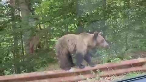 Romanian grizzly