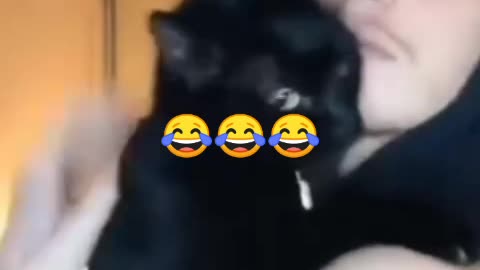 Funny cat, chat, animals, vidéo comédie