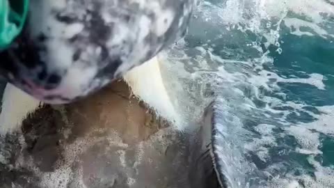 Mouth of a gray whale