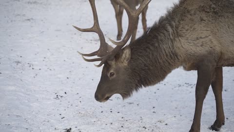 Real big deer maral on the background of a snowy park