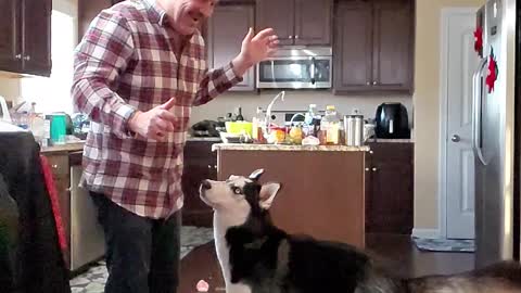 Cute Husky Jumps Up For Treat In Slow Motion