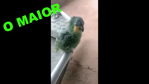 THE GREATEST BIRD IMPERSONATOR IN MARANHÃO.