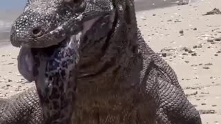 Komodo dragon regurgitates a big moray eel