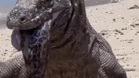 Komodo dragon regurgitates a big moray eel