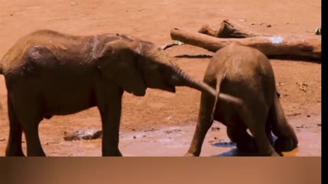 Funny elephant baby enjoy this life