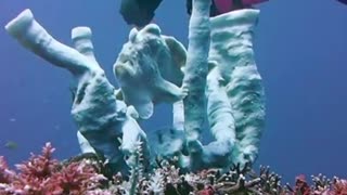 Frogfish Performs Underwater Show