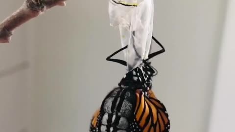 Monarch Butterfly emerging from chrysalis