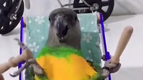 Chilling Parrot