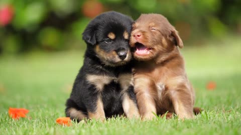 Puppies and Friendship