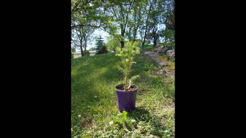 Everlasting Eternity Norway Spruce Sapling