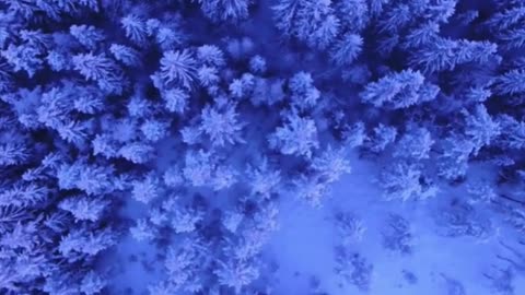 Aerial Wonderland: Purple Trees in Snow – Breathtaking Nature Scenery