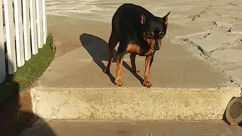 A Man Encouraging His Pet Dog To Go Down The Stair Steps