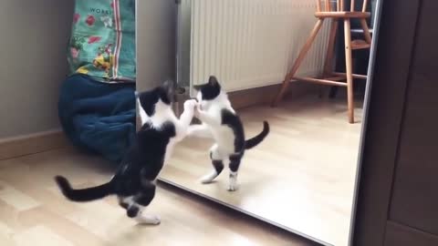 Funny Cat And mirror Video nice