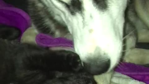 Husky playing with kittens (Adorable)