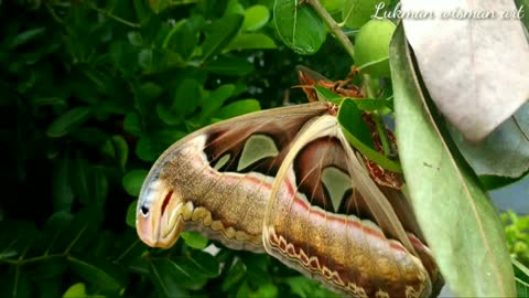 The discovery of a giant butterfly or elephant butterfly that is already rare 7