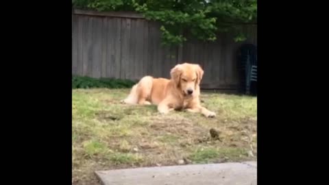 Dog Vs Pinecone