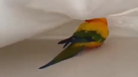 Parrot shows off epic opera singing skills