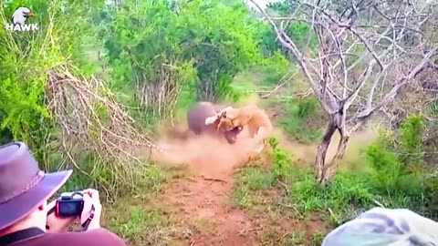 30 movement wild animals/ fight big cat what happens next? Animals fighting