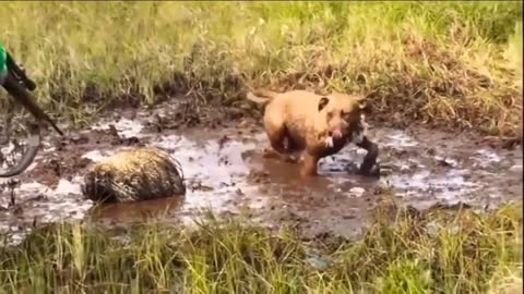 LEOPARD HUNTING PORCUPINE