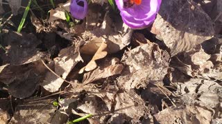 Crocus attract the bees!