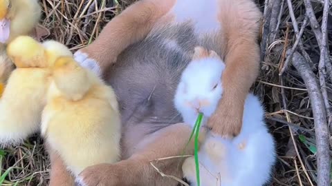 The dog comforting the little rabbit to sleep.