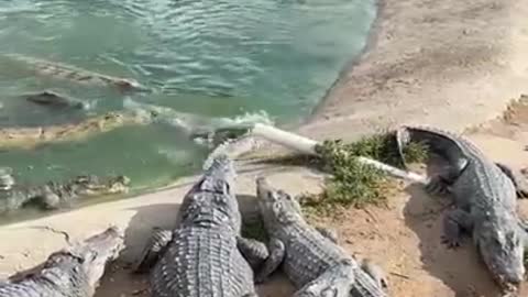 Aggressive Crocodiles Eat Live Chicken