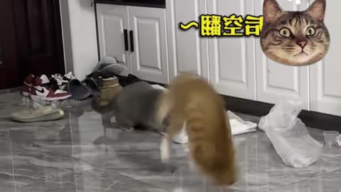 funny cats fighting ! cute kittens