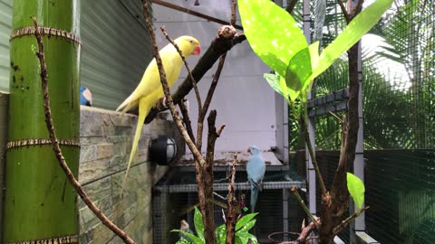 Yellow parrot and blue parrot