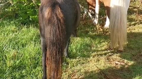 Kitty Cat Cowboy Rides Mini Horse