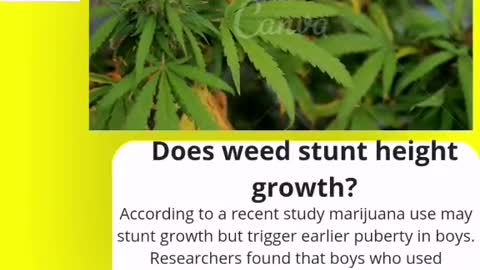 Does weed stunt height growth