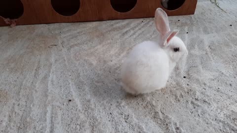 Cute rabbit