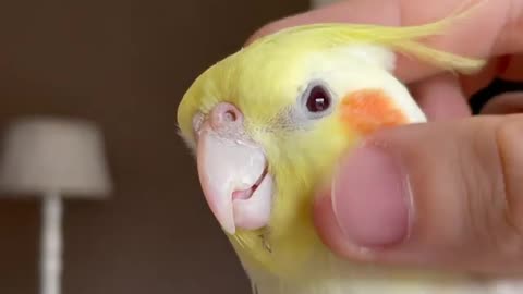 Cocktail bird enjoying a massage