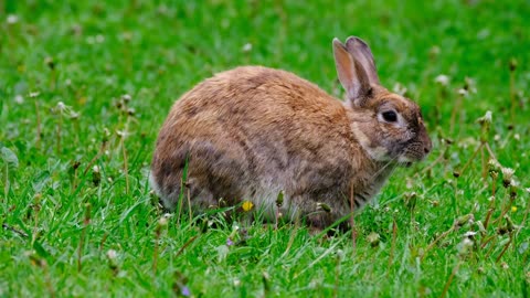 Gentle Grazers: Rabbits Munching on Fresh Grass in Nature