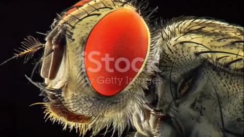 Keep Houseflies Away Effective Tips and Tricks for a Fly Free Home