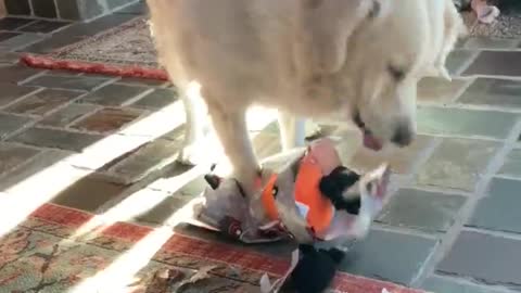 Dog Opening Her Present Like a Boss