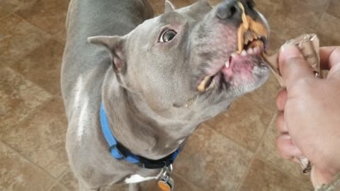 Funny PITBULL Eating Peanut Butter.