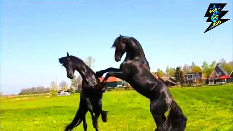 Watch the beautiful black horse frolic in the garden, part- |2|