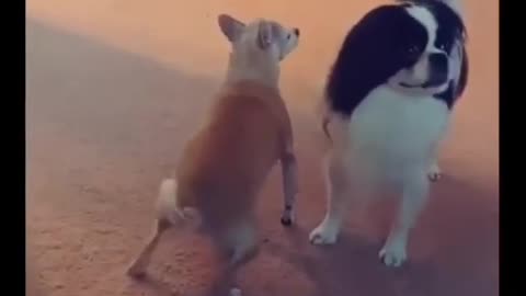 Funny dog twerkingg