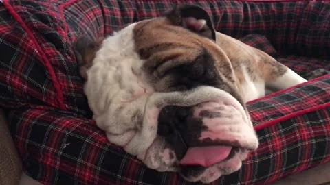 English Bulldog has a truly amazing dream