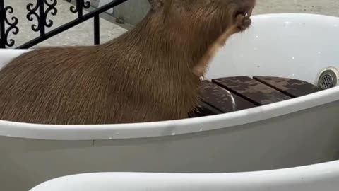 Kung fu master Jedi capybara