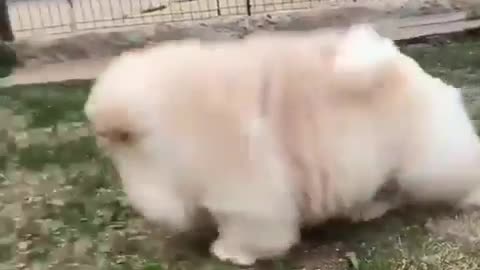 Fluffy Puppy Cutest Video Super Cute!