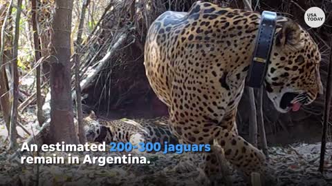 Camera spots first jaguar cubs born in Argentina's wetland in 70 years