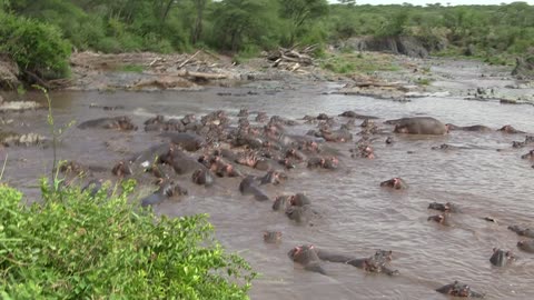 30 Hippos Attack One Crocodile