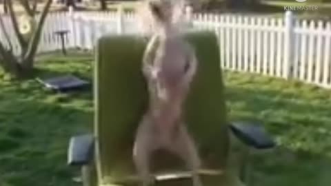 OMG don't miss this hilarious dogs video 😂😂