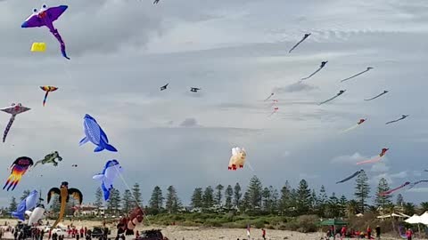 2019-04-21 Semaphore Kite Festival 02