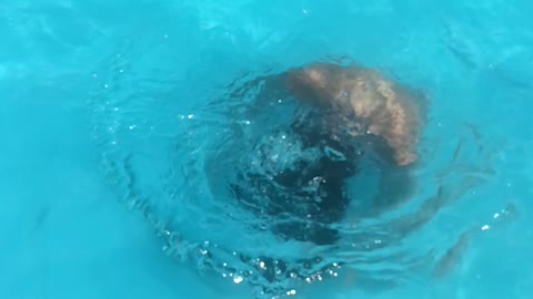 Hair flip in pool