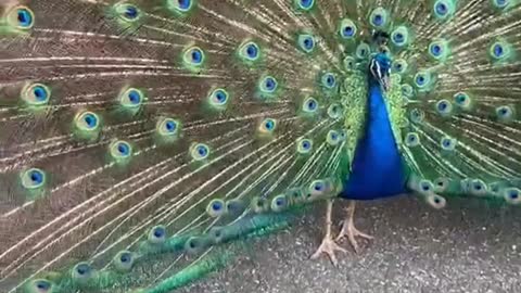 Perry the Peacock Gets a Grape